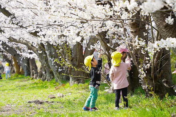 桜